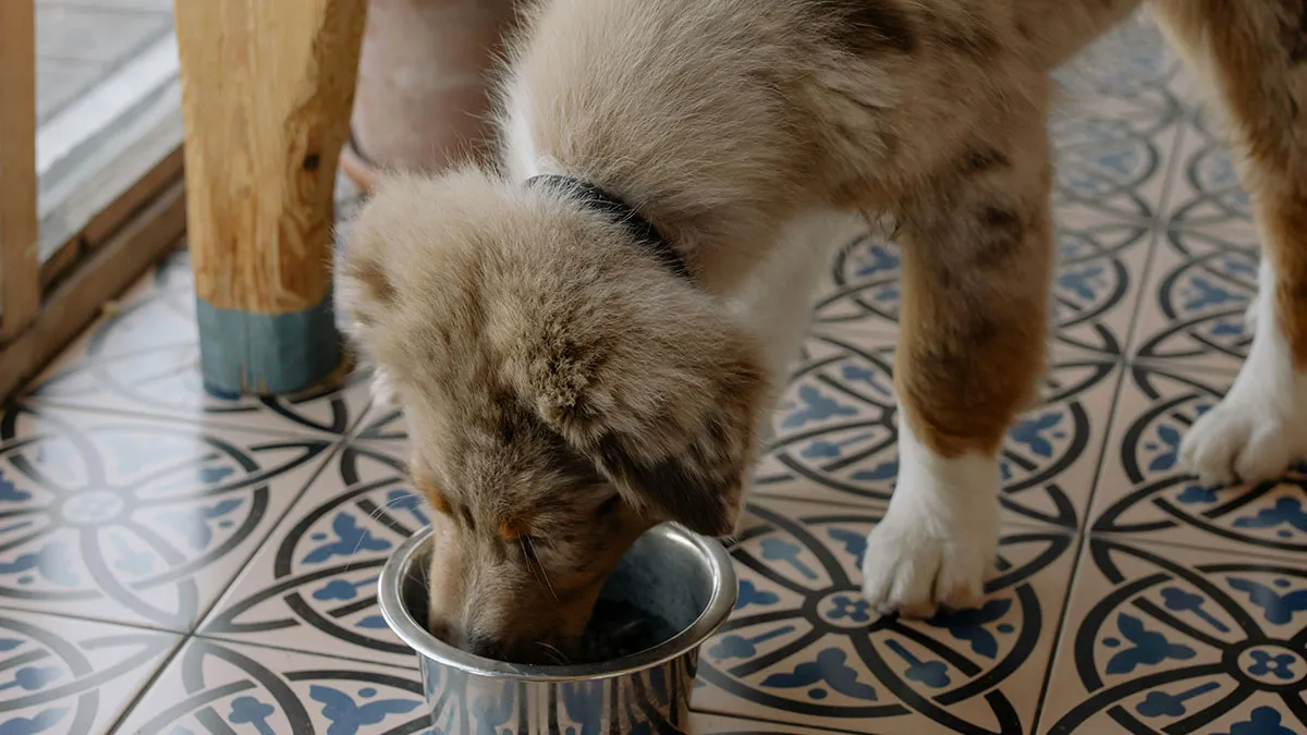 Woman Lets Lunch-Stealing Coworkers Eat Dog Food For 6 Months, Proudly Announces It During A Meeting