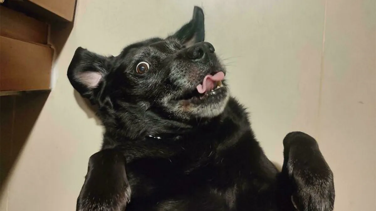 50 Proud Pet Owners Share The Delightful Pets They Adopted In November