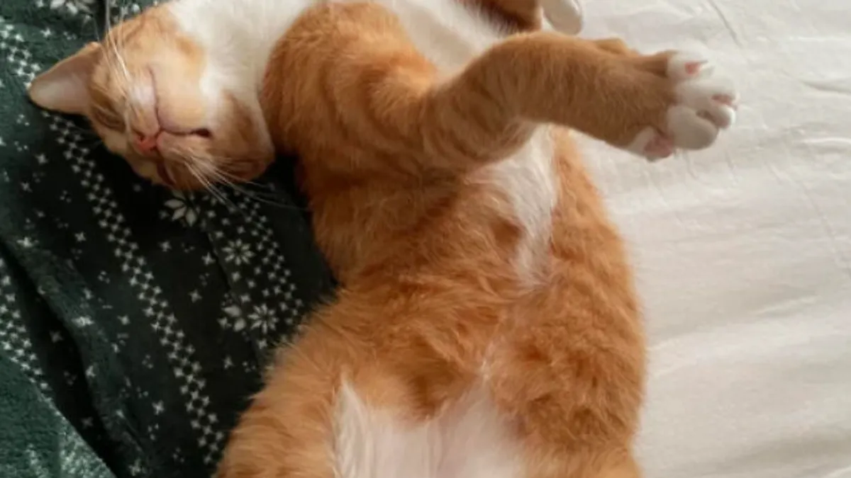 50 Times Cats Went Belly Up And Showed Off Their Adorable Tummies