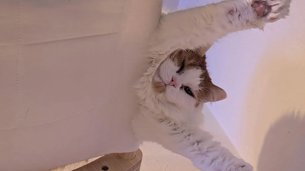 31 Images Of Adorable Animals Caught In Hilarious Dangling Positions 