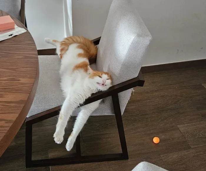 Adorable cat in a hilarious dangling position, stretched across a chair with legs hanging down.