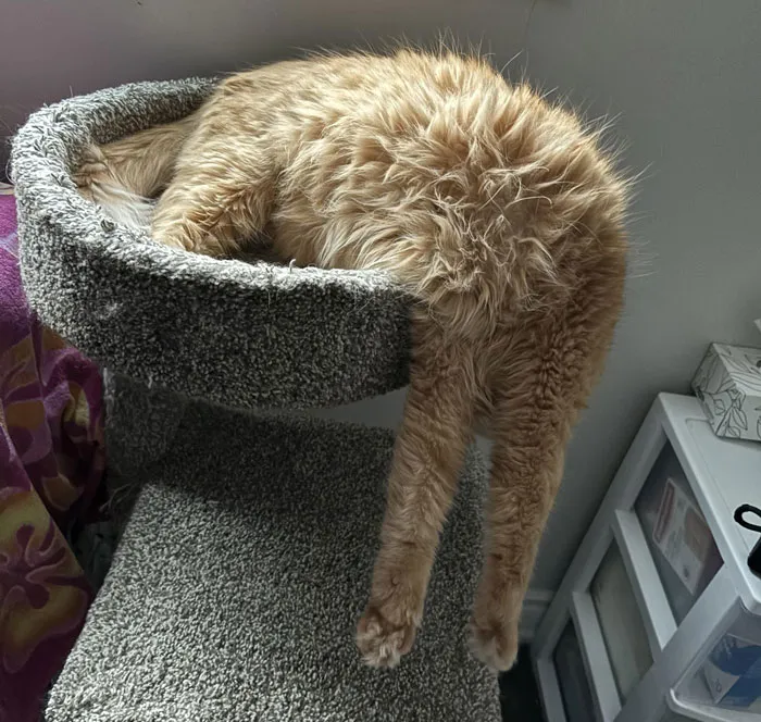 My Orange Boy Takes Dangle To Another Level