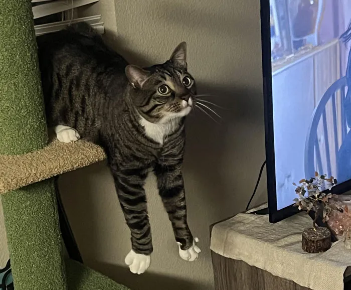 Adorable cat hilariously dangling from a cat tree, looking intently at a nearby TV screen.