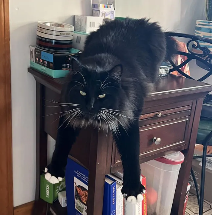 Adorable black and white cat in a hilarious dangling position on a wooden table surrounded by books and boxes.
