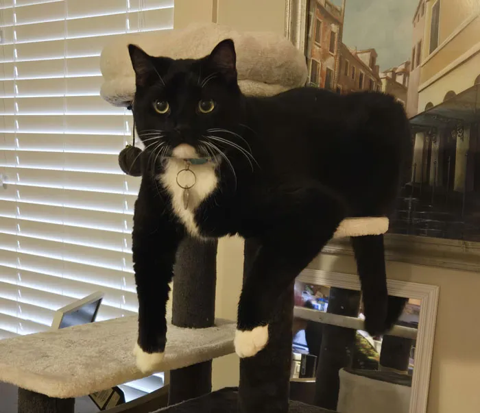 Black and white cat in a funny dangling position on a cat tree, displaying adorable charm.