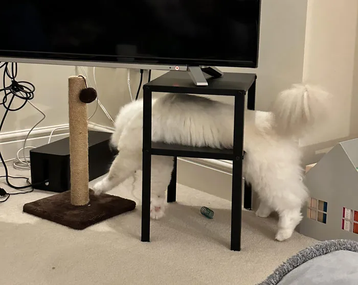 Fluffy white cat adorably dangling under a small table beside a scratching post.