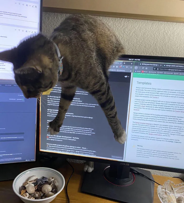 Adorable cat in a hilarious dangling position between two computer monitors on a desk.