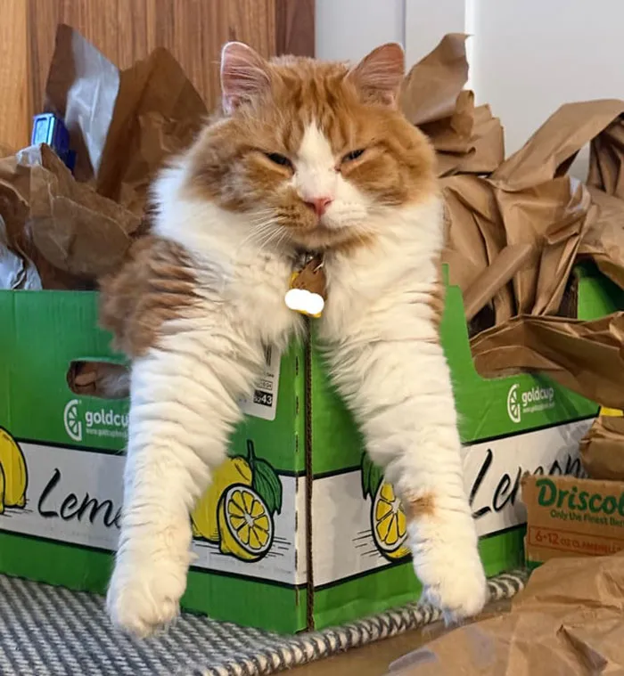 Adorable cat in a hilarious dangling position from a lemon box, looking relaxed and fluffy.