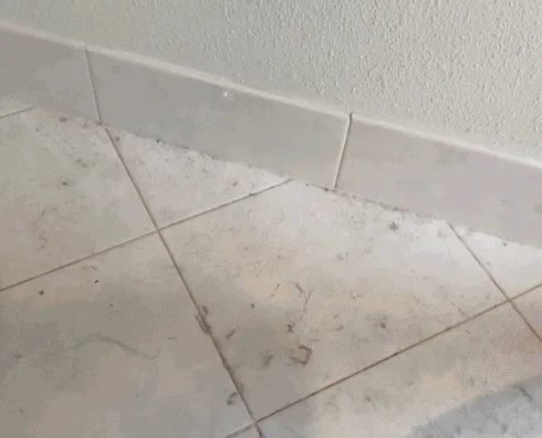 Dust And Clean With Ease Using The <a Style="Display:inline;" Href="Https://Www.amazon.com/Jeymei-Cleaning-Baseboards-Railings-Non-Scratch/Dp/B0c4pf3hb8?ie=utf8&th=1&linkcode=ll1&tag=bpalpaca-20&linkid=62b7de3622900f6eb3e93cdf2ad43c6c&language=en_us&ref_=as_li_ss_tl" Target="_blank"><span Style="Font: Inherit; Color: #d74b1f;"> Damp Clean Duster Sponge</Span>, A Versatile And Effective Tool That Picks Up Dust, Dirt, And Allergens