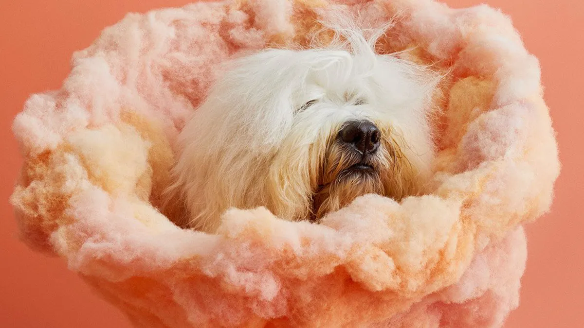 "Cone Of Shame": 14 Playful Dog Photographs By Winnie Au