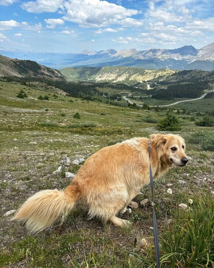 Walter, The 7 Year Old Golden Retriever, Pooping In The Mountains Of Buena Vista, Colorado