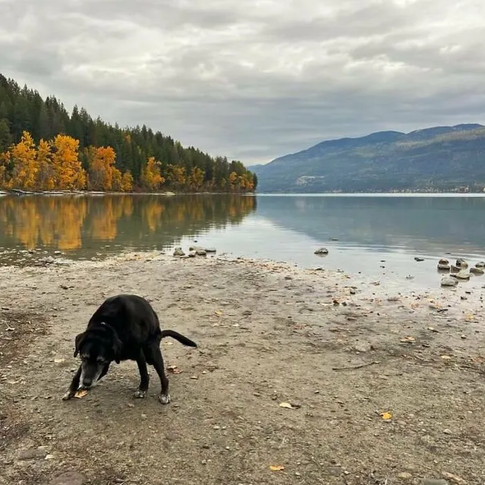 Elsa The Lab-Doberman Pooping In Whitefish, Mt. It Would Have Been Elsa’s 15th Birthday Today But Heaven Gained This Angel In January 💕