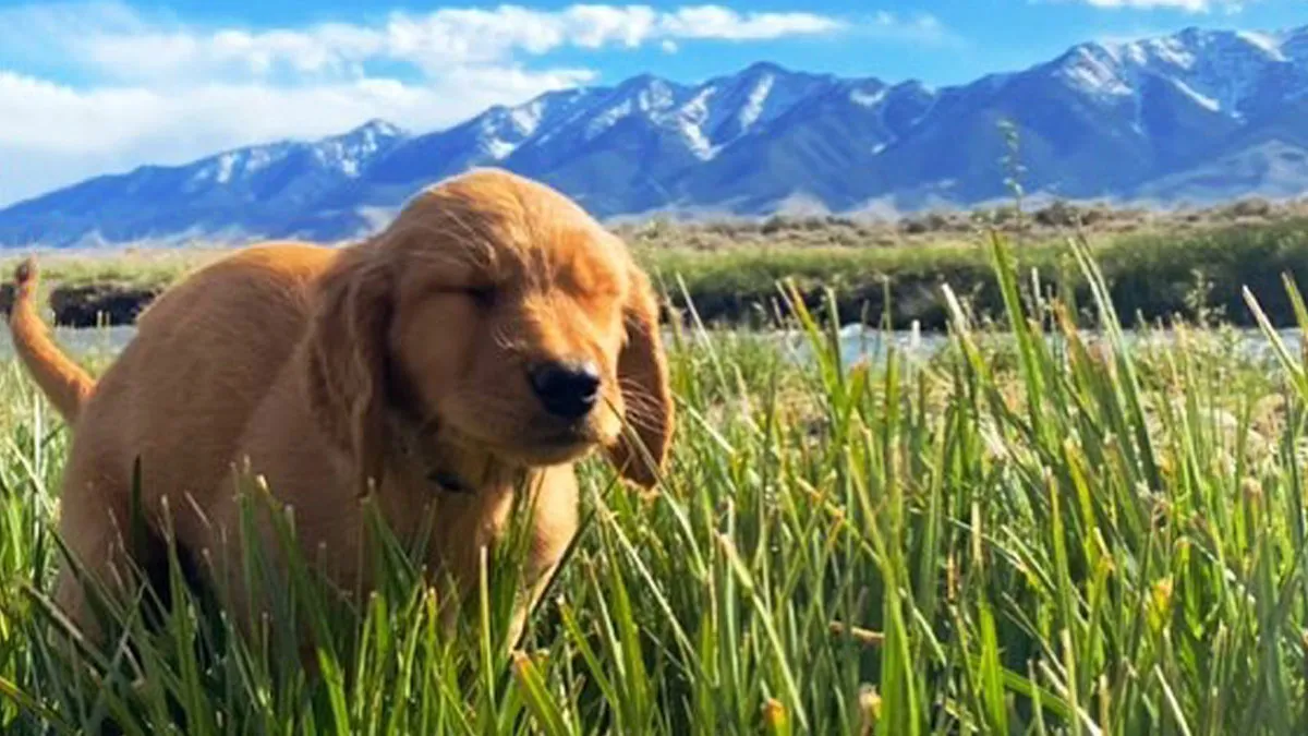 39 Hilariously “Beautiful” Images Of Dogs Pooping In The Most Breathtaking Locations