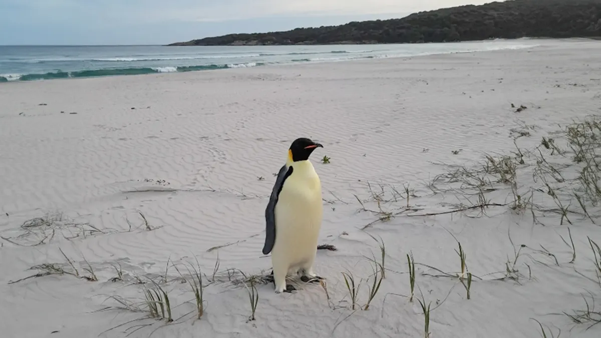 Emperor Penguin Travels Over 2,000 Miles For An Adventure Of A Lifetime