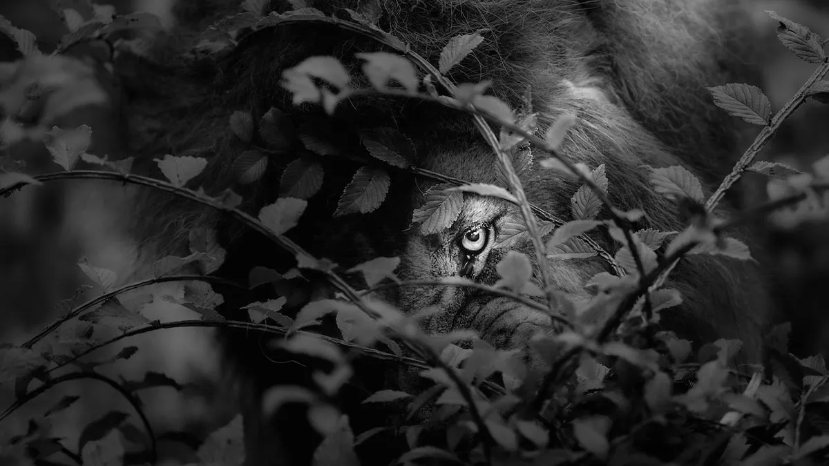 I Spent Hours Photographing Zoo Animals’ Eyes, And These 11 Photos Reveal Their Secret Emotions