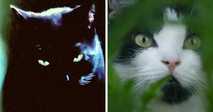 Hey Pandas, Show Me Your Pet's Eyes (Closed)