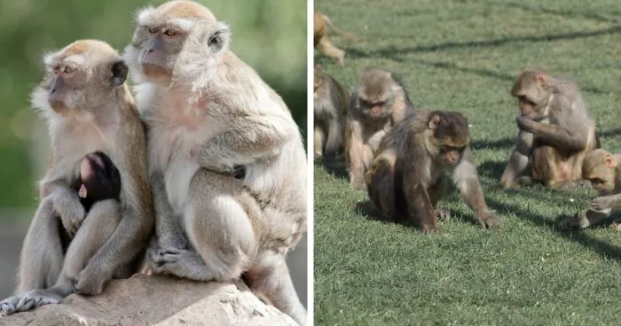 43 Monkeys Escape Research Facility, Police Issue Strict Warning: "They Don't Belong To You"