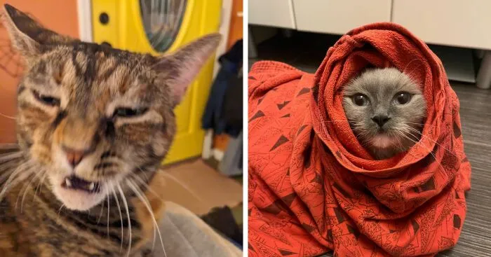 Hey Pandas, Show Us Your Funniest Pet Photos (Closed)