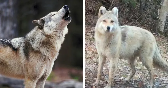 "A Rare Hybrid": Stunned Experts Try To Identify Mysterious "Coyote-Dog" Caught On Camera
