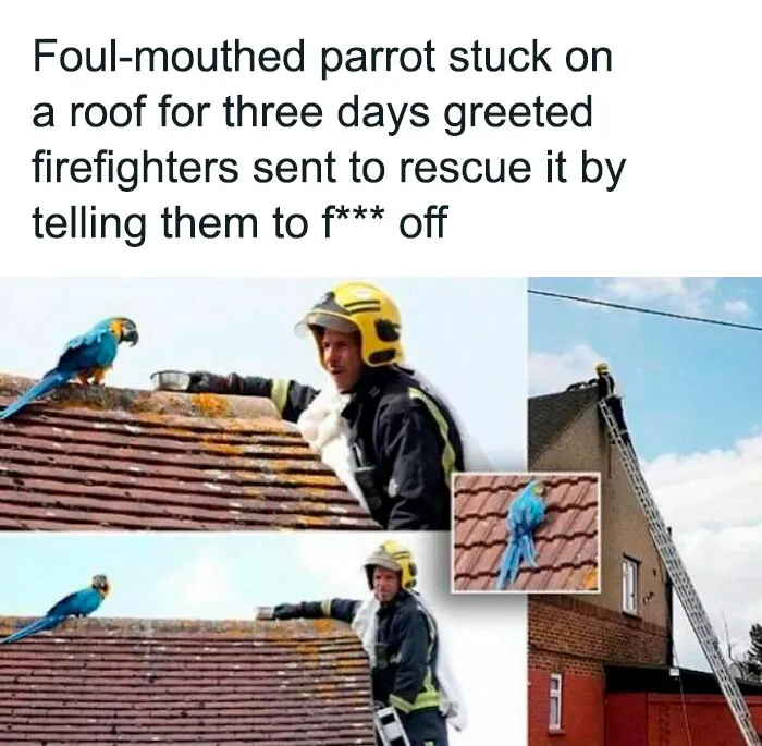 50 Hilarious Memes That Display British Humor At Its Finest
