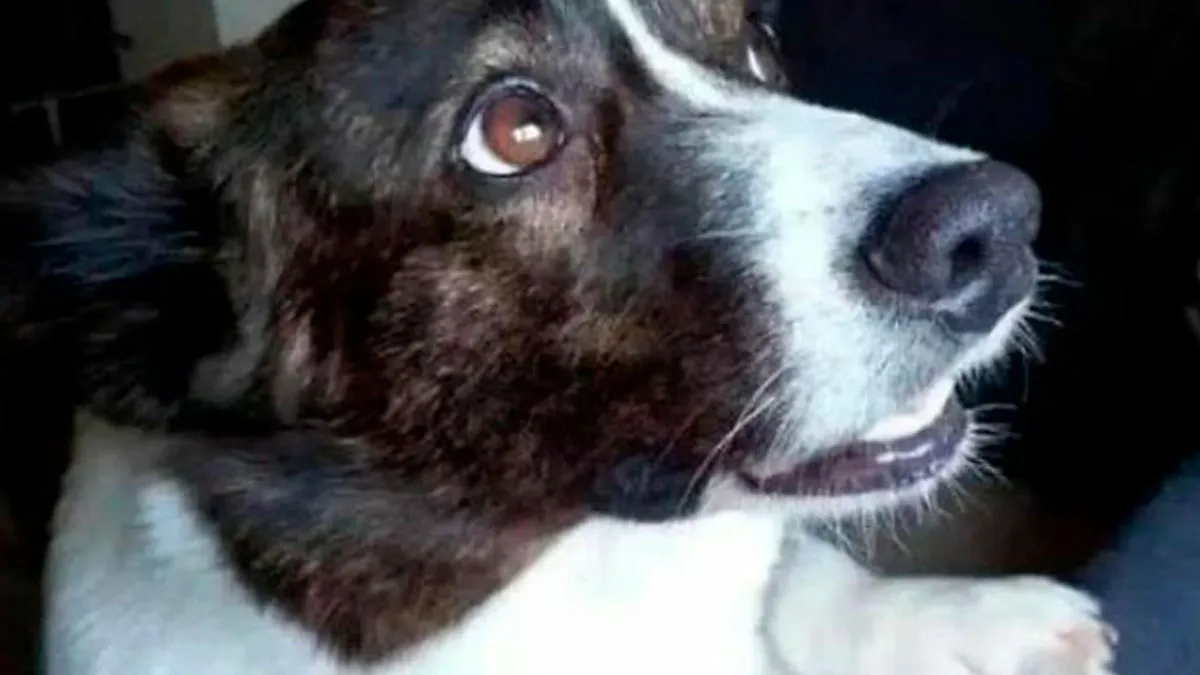 50 Hilarious Pics That Prove Why Dogs Are Man’s Best Friend