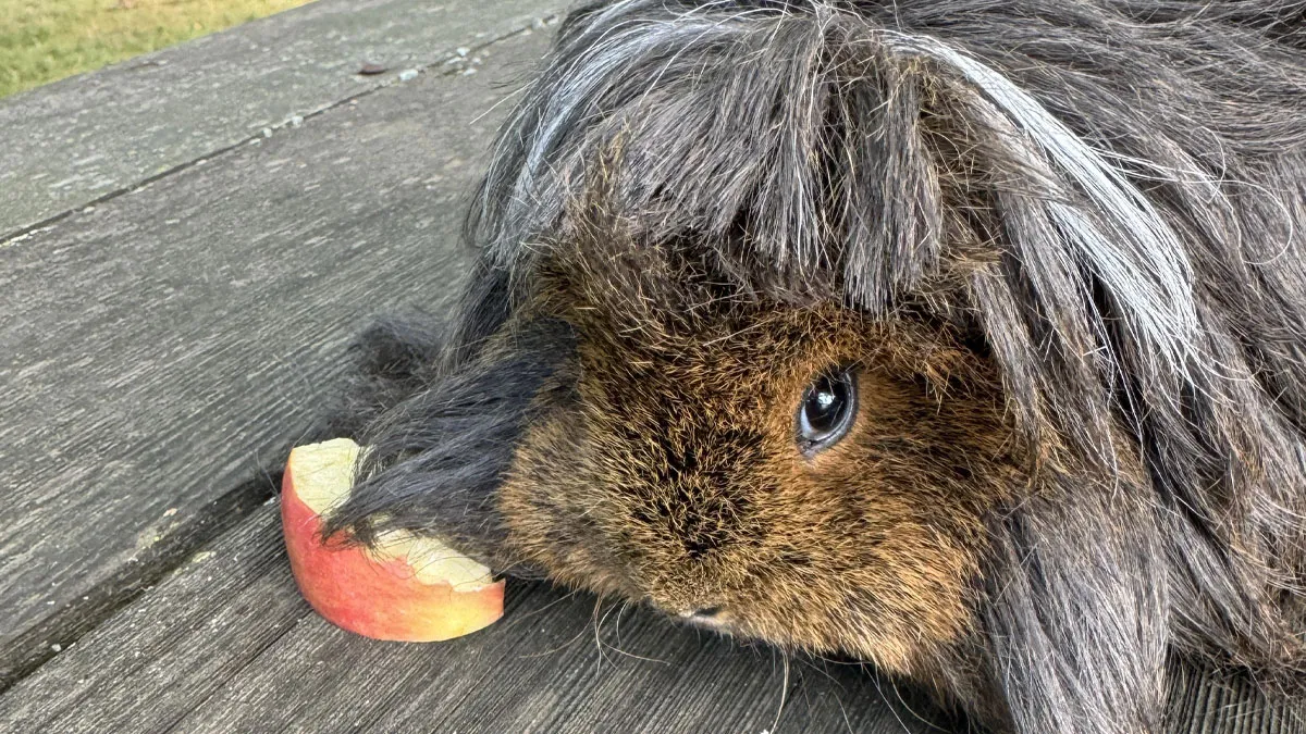 50 Times Pets Left The Groomer Looking Like Totally Different Animals (New Pics)