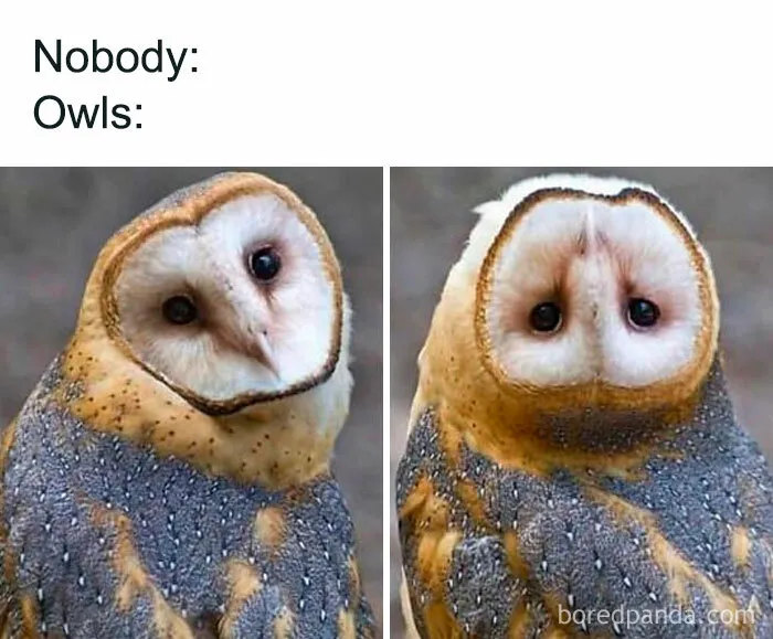 50 Times Birds Were Perfect Material For Memes