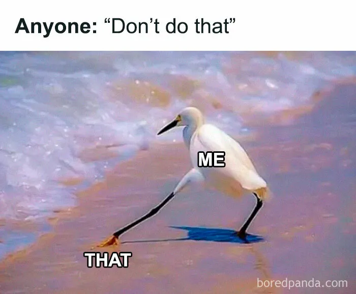 50 Times Birds Were Perfect Material For Memes