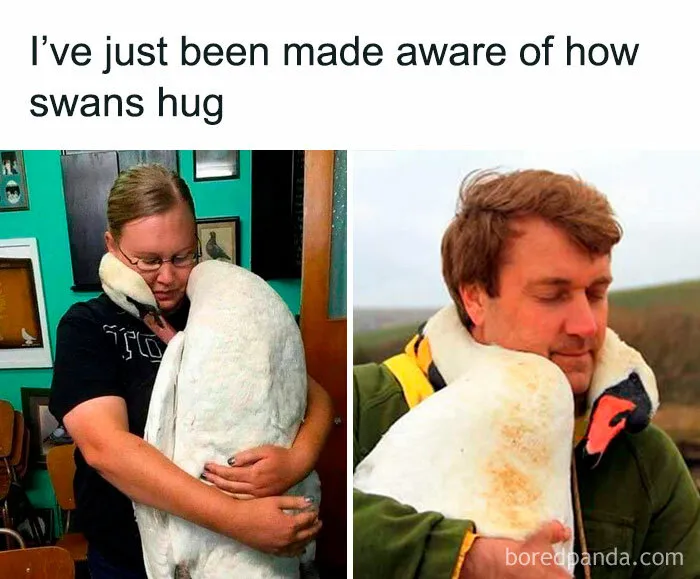 50 Times Birds Were Perfect Material For Memes