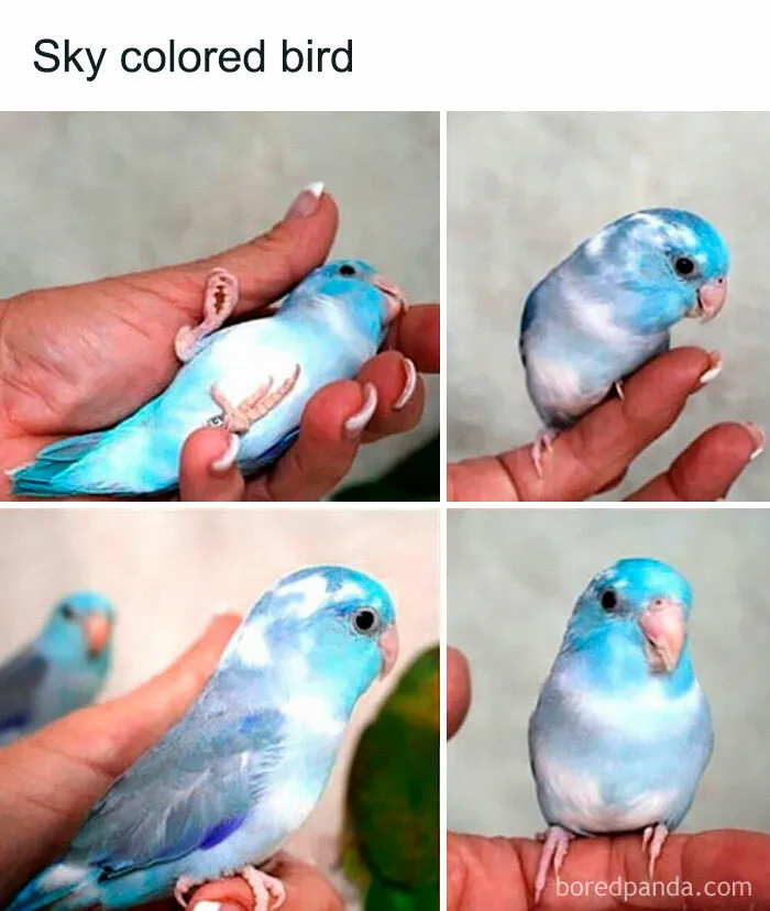 50 Times Birds Were Perfect Material For Memes