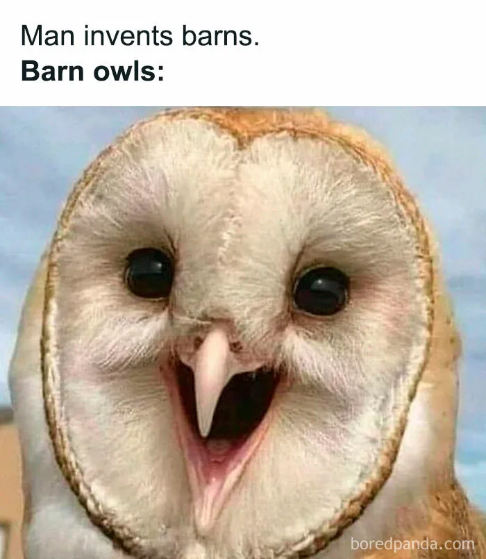 50 Times Birds Were Perfect Material For Memes