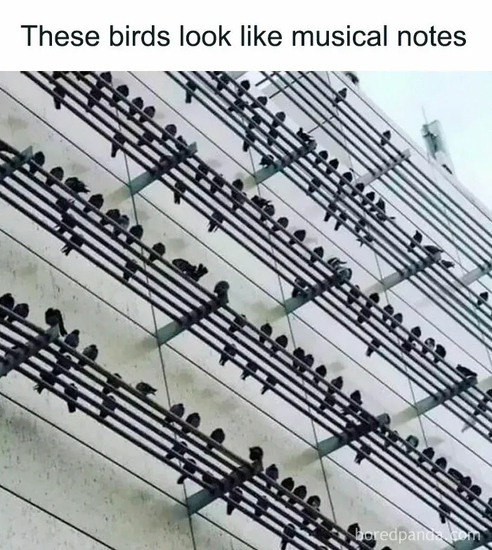 50 Times Birds Were Perfect Material For Memes