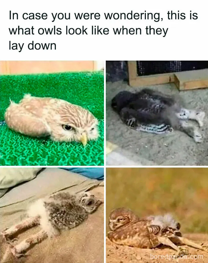50 Times Birds Were Perfect Material For Memes