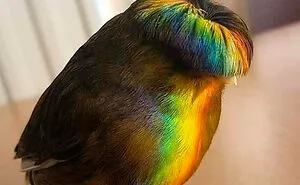50 Times Birds Were Perfect Material For Memes