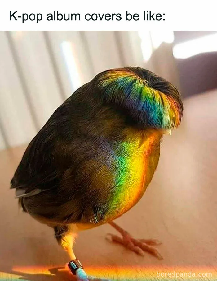 Funny-Birds-Memes