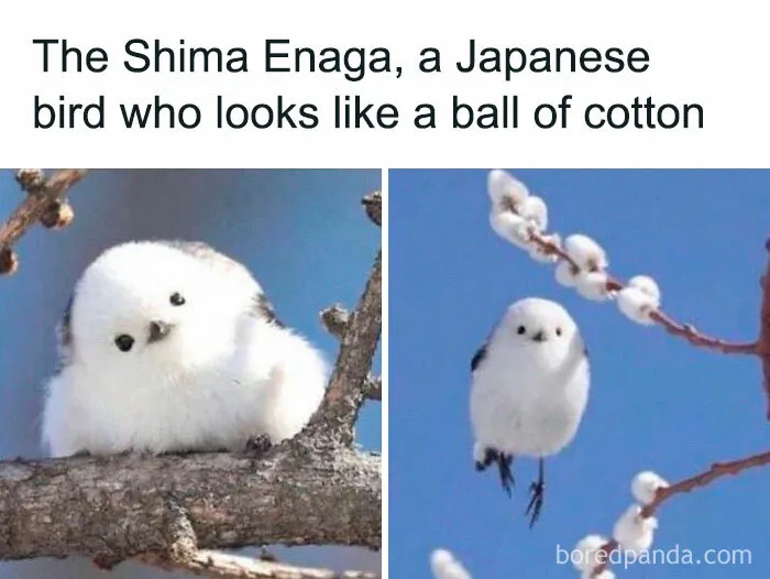 50 Times Birds Were Perfect Material For Memes