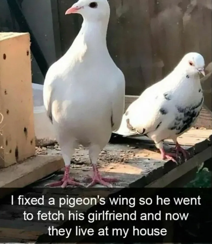 50 Times Birds Were Perfect Material For Memes