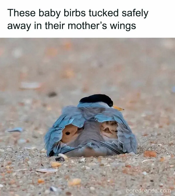 50 Times Birds Were Perfect Material For Memes