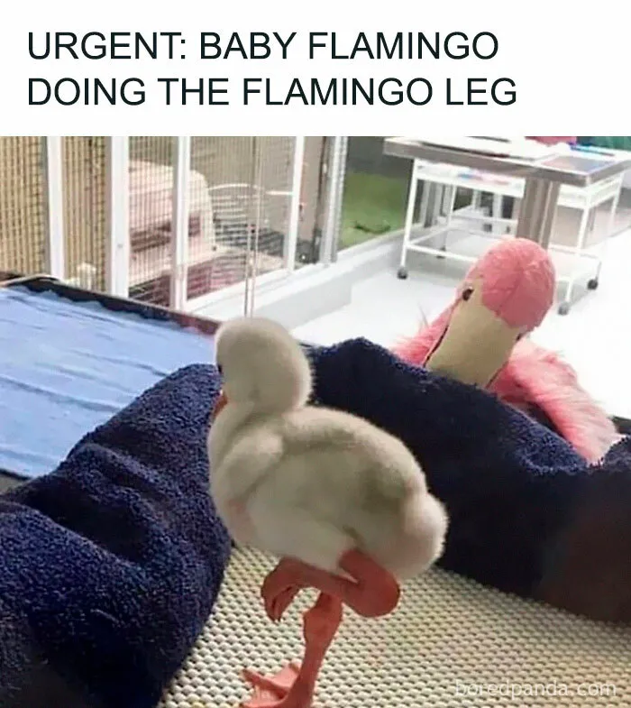 50 Times Birds Were Perfect Material For Memes
