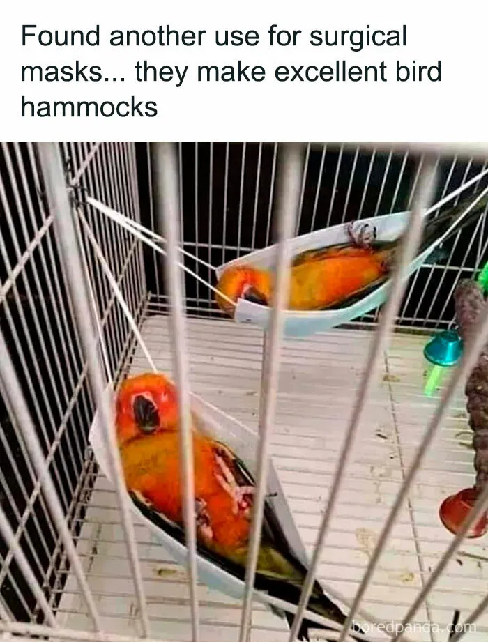 50 Times Birds Were Perfect Material For Memes