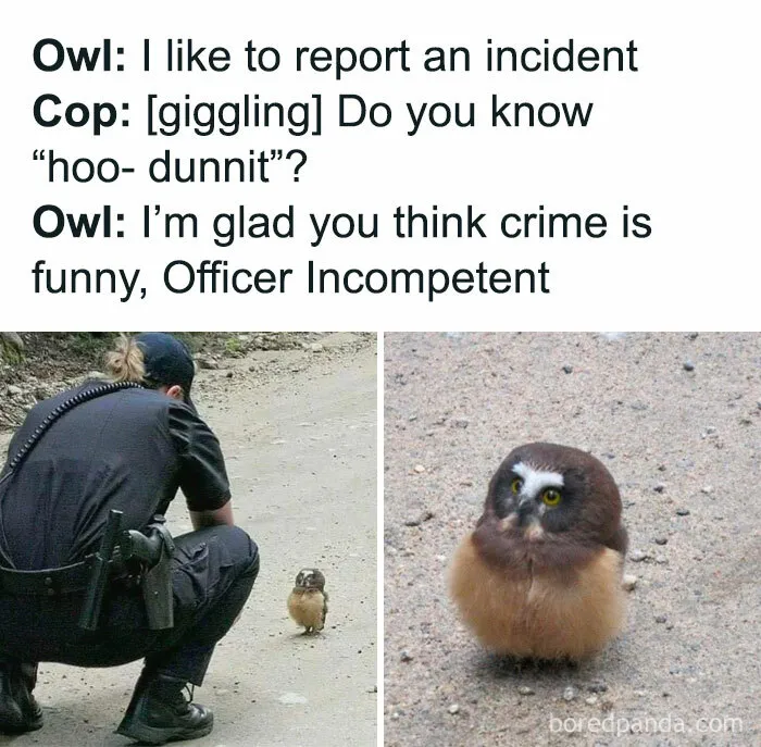 50 Times Birds Were Perfect Material For Memes
