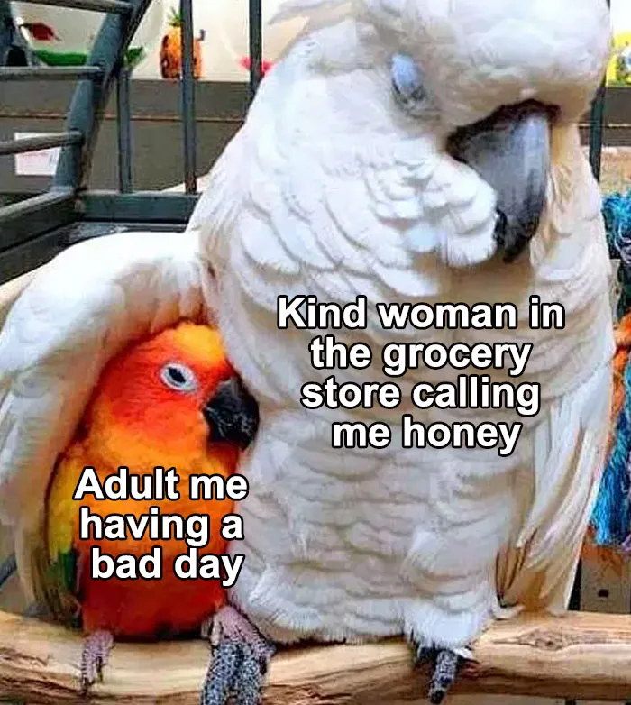 50 Times Birds Were Perfect Material For Memes