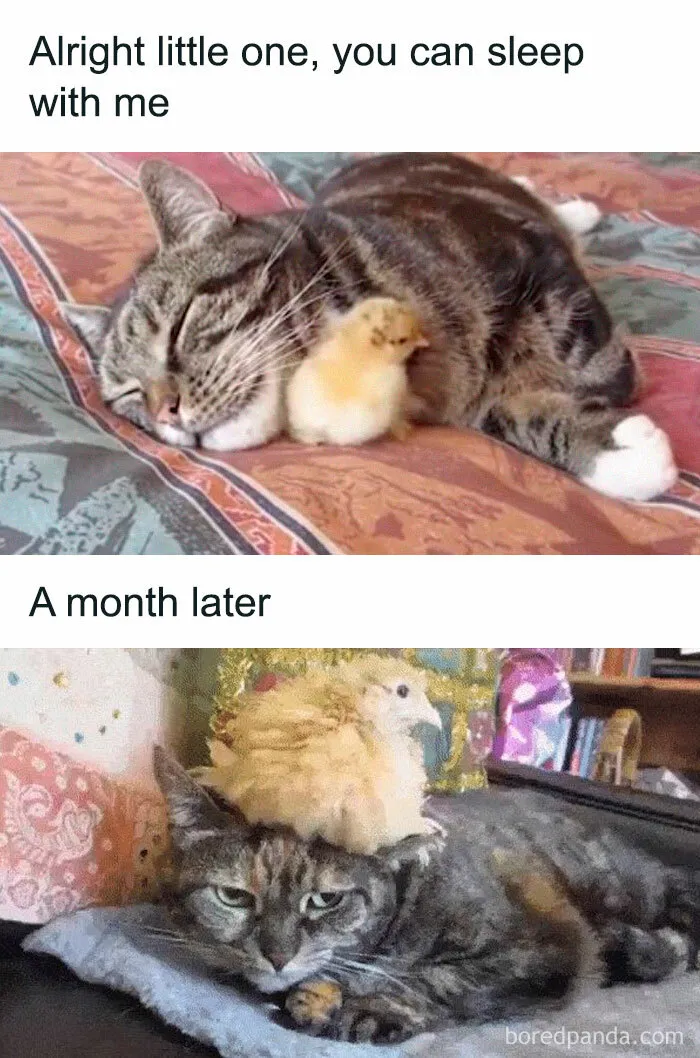 50 Times Birds Were Perfect Material For Memes