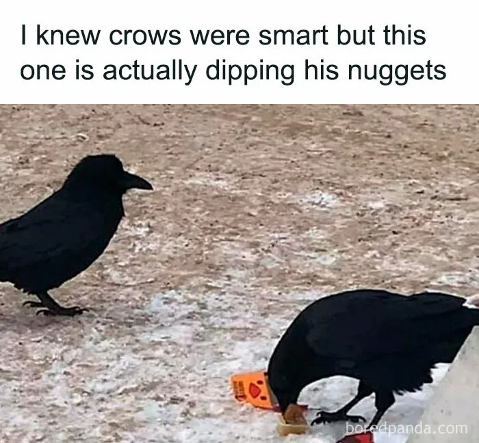 50 Times Birds Were Perfect Material For Memes