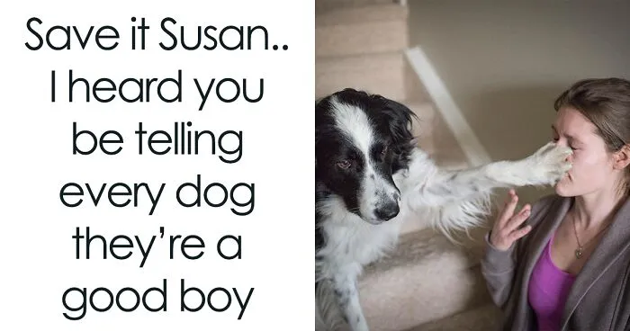 50 Dog Memes That Are Adorable And Funny At The Same Time