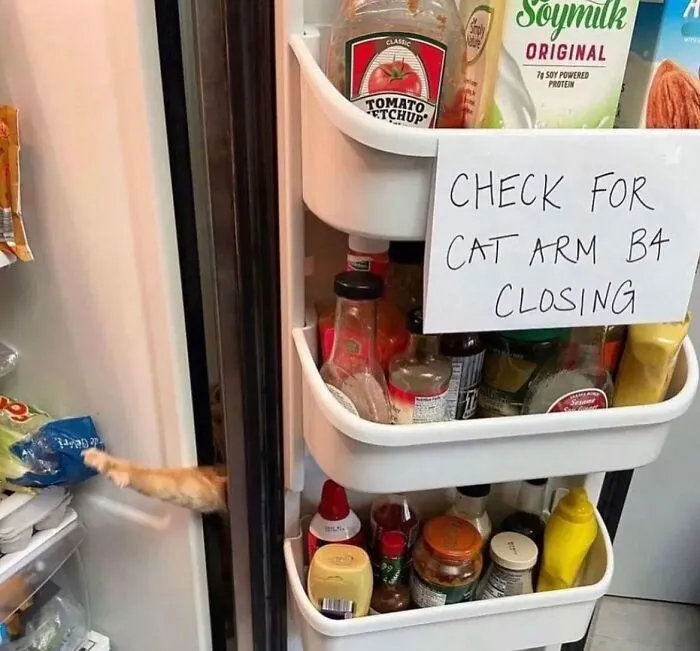 ‘Dude Fridges’: 50 Hilariously Unhinged Fridges That Define ‘Chaotic’