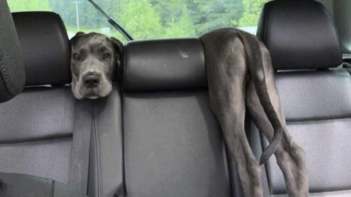 50 Hilarious Great Dane Pics That Prove Just How Wonderfully Oblivious Of Their Size They Are