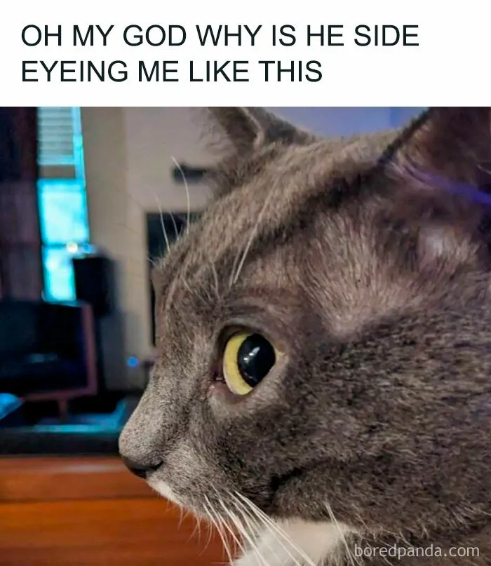 ‘Unbruthered’: 40 Totally Random Memes That Escalate Quickly