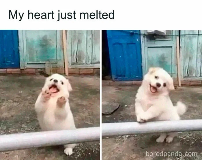 50 Random Memes That Have No Business Being This Funny