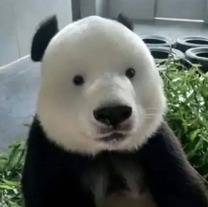 Panda without the Black Eye